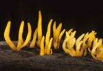 Calocera cornea - fungi species list A Z