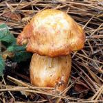 Cortinarius rubicundulus - fungi species list A Z