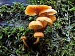 Xeromphalina campanella - fungi species list A Z