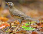 Eyebrowed Thrush - Bird Species | Frinvelis jishebi | ფრინველის ჯიშები