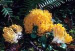 Ramaria sandaracina var. chondrobasis - fungi species list A Z