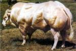 Belgian Blue - COW BREEDS | DZROXIS JISHEBI | ძროხის ჯიშები