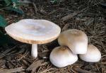 Pluteus petasatus - fungi species list A Z