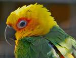 Yellow-headed Parrot - Bird Species | Frinvelis jishebi | ფრინველის ჯიშები