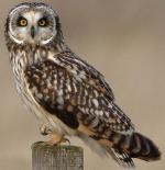 Short-eared Owl - Bird Species | Frinvelis jishebi | ფრინველის ჯიშები