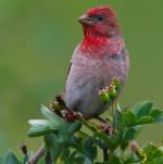 Common Rosefinch - Bird Species | Frinvelis jishebi | ფრინველის ჯიშები