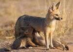 Pale Fox - fox species 