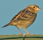 Grasshopper Sparrow - Bird Species | Frinvelis jishebi | ფრინველის ჯიშები