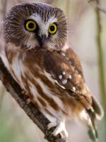 Northern Saw-whet Owl - Bird Species | Frinvelis jishebi | ფრინველის ჯიშები