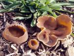 Peziza repanda - fungi species list A Z