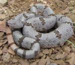 ROCK RATTLESNAKE<br />  Crotalus lepidus - snake species list a - z | gveli | გველი 