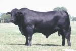 Brangus - COW BREEDS | DZROXIS JISHEBI | ძროხის ჯიშები