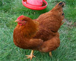 New Hampshire Red | Chicken | Chicken Breeds