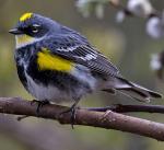 Yellow-rumped Warbler - Bird Species | Frinvelis jishebi | ფრინველის ჯიშები