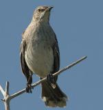 Bahama Mockingbird - Bird Species | Frinvelis jishebi | ფრინველის ჯიშები