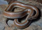Lichanura orcutti - Northern Three-lined Boa - snake species list a - z | gveli | გველი 