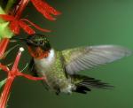 Ruby-throated Hummingbird - Bird Species | Frinvelis jishebi | ფრინველის ჯიშები