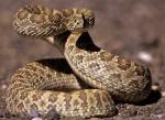  PRAIRIE RATTLESNAKE <br />  Crotalus viridis | Snake Species