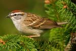 Chipping Sparrow - Bird Species | Frinvelis jishebi | ფრინველის ჯიშები