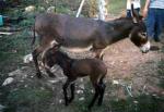 Anatolia Donkey - donkeys breeds | viris jishebi | ვირის ჯიშები