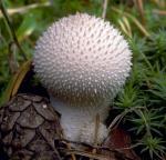 Lycoperdon perlatum - Fungi Species