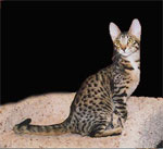 Serengeti - cat Breeds list | კატის ჯიშები | katis jishebi