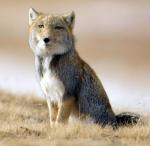 Tibetan Sand Fox - fox species 