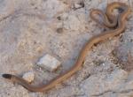 SMITH'S BLACK-HEADED SNAKE <br /> Tantilla hobartsmithi - snake species list a - z | gveli | გველი 
