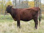 Canadienne - COW BREEDS | DZROXIS JISHEBI | ძროხის ჯიშები