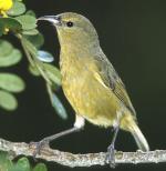 Hawaii Amakihi - Bird Species | Frinvelis jishebi | ფრინველის ჯიშები