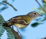 Bell's Vireo - Bird Species | Frinvelis jishebi | ფრინველის ჯიშები