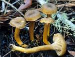 Craterellus tubaeformis - fungi species list A Z