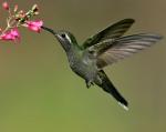 Blue-throated Hummingbird - Bird Species | Frinvelis jishebi | ფრინველის ჯიშები