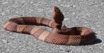Agkistrodon contortrix laticinctus - Broad-banded Copperhead - snake species list a - z | gveli | გველი 