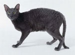Cornish Rex - cat Breeds list | კატის ჯიშები | katis jishebi