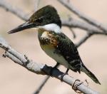 Green Kingfisher - Bird Species | Frinvelis jishebi | ფრინველის ჯიშები