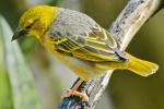 Yellow-green Vireo - Bird Species | Frinvelis jishebi | ფრინველის ჯიშები