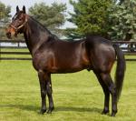 American Standardbred - Horse Breeds | ცხენის ჯიშები| cxenis jishebi
