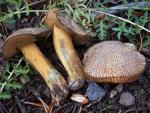 Suillus tomentosus - Fungi Species
