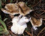 Russula amoenolens - fungi species list A Z