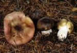 Russula abietina - fungi species list A Z