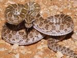 GLOSSY SNAKE  Arizona elegans - snake species list a - z | gveli | გველი 