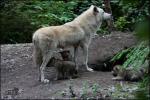 The Hudson Bay Wolf - wolf species | mglis jishebi | მგლის ჯიშები