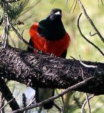 Eared Quetzal - Bird Species | Frinvelis jishebi | ფრინველის ჯიშები