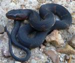 Agkistrodon piscivorus leucostoma - Western Cottonmouth | Snake Species