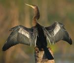 Anhinga - Bird Species | Frinvelis jishebi | ფრინველის ჯიშები