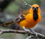 Altamira Oriole - Bird Species | Frinvelis jishebi | ფრინველის ჯიშები