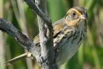 Saltmarsh Sharp-tailed Sparrow - Bird Species | Frinvelis jishebi | ფრინველის ჯიშები