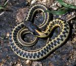 Thamnophis cyrtopsis cyrtopsis  - Western Black-necked Gartersnake - snake species list a - z | gveli | გველი 
