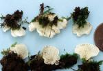 Mniopetalum bryophila: Rimbachia bryophila - fungi species list A Z